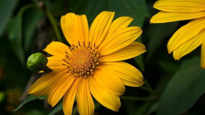 Những loài hoa đẹp của tháng 11